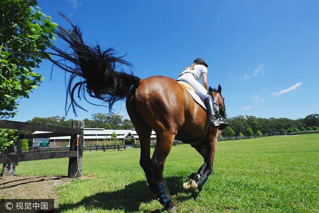 论一匹马的自我修养