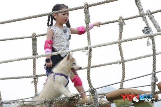 有宝宝养狗需要注意什么,养狗知识大全养什么狗最好