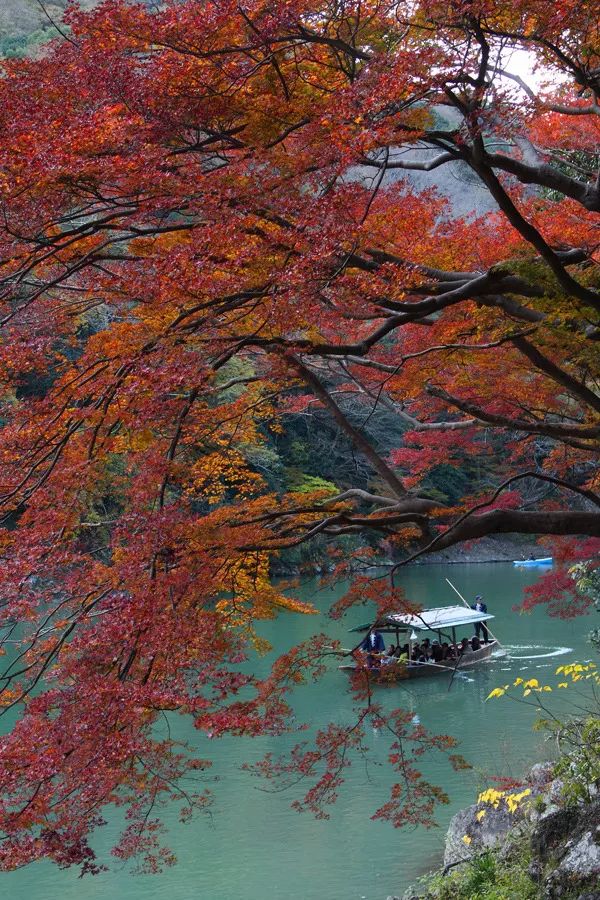 又是一年赏枫季,又是一年赏秋季