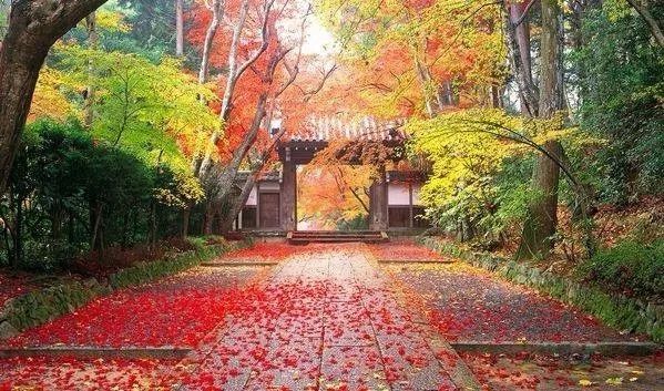 「夜读」“北平之秋便是人间天堂！”秋天的北京美成这样，难怪老舍如此盛赞……（有声朗读）