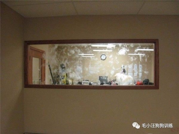 附近的宠物店太多怎么办,被全国的宠物店拉黑的狗