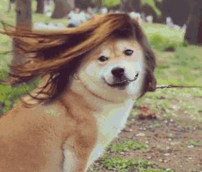 宠物小知识为什么狗狗喜欢埋东西,狗狗洗澡后不让吹毛怎么办