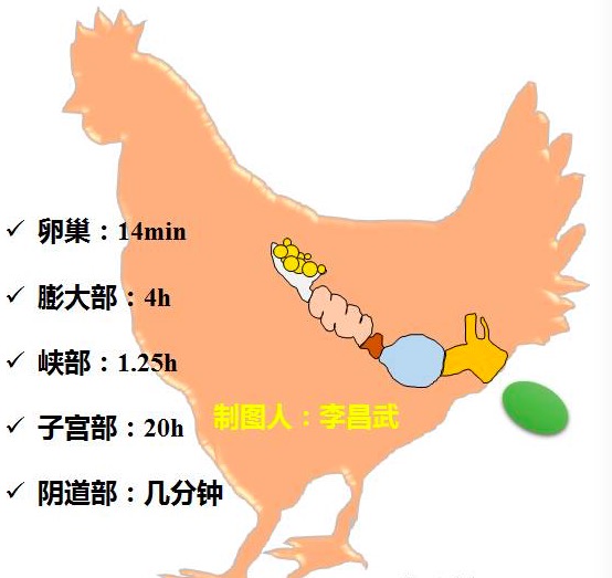 如何分析应对鸡民朋友咨询蛋鸡养殖过程中问题及细节思考