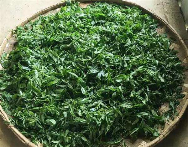 南糯山古树普洱茶第一村,南糯山古树茶在普洱茶的地位