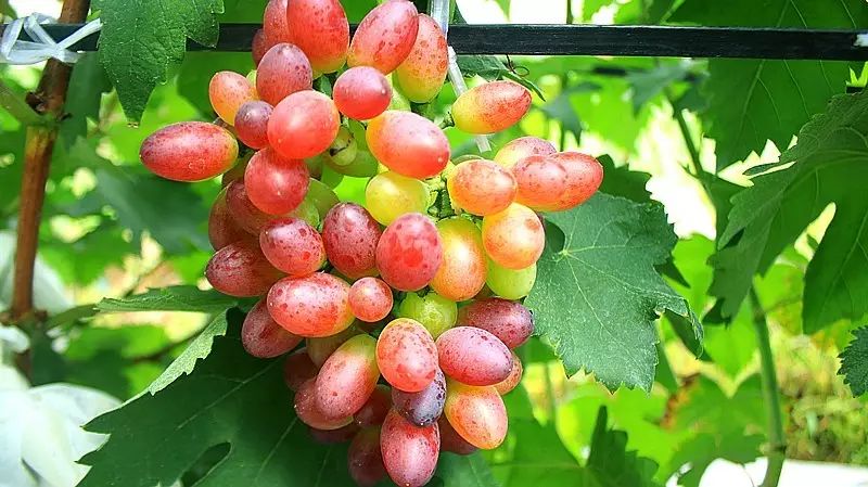 十月采摘水果,红提采摘节