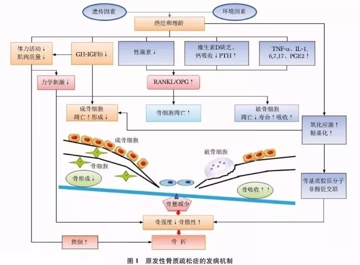 原发性骨质疏松症基层诊疗指南,原发性骨质疏松诊疗指南2018