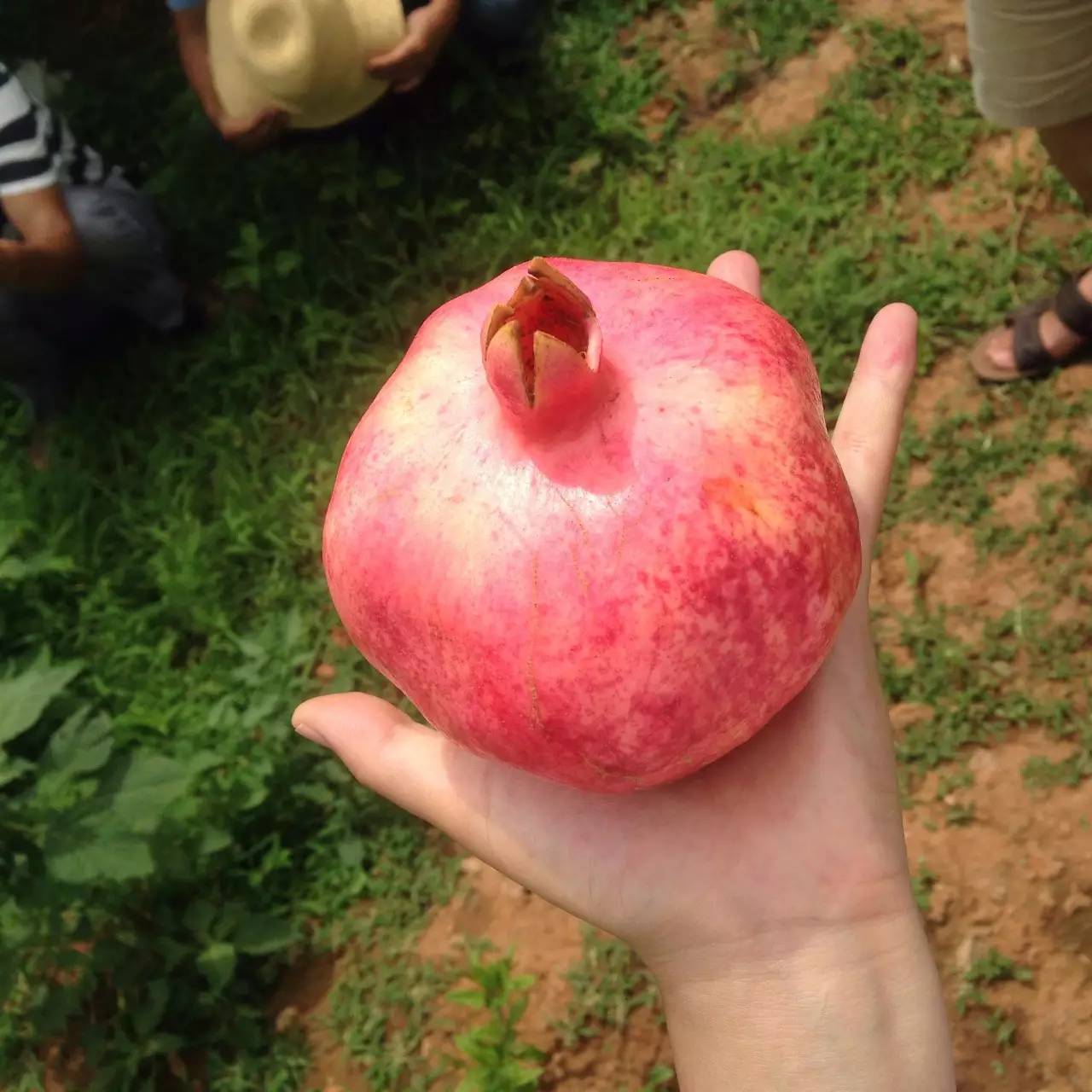 软籽石榴云南丽江,丽江的软籽石榴