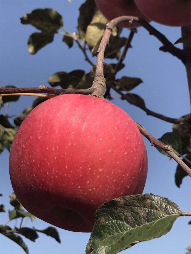 咸阳市乾县“金秋咸阳行”大型采访活动圆满成功