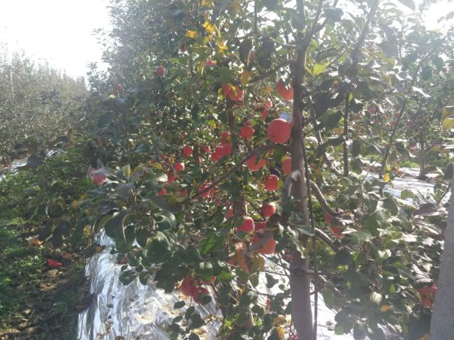 咸阳市乾县“金秋咸阳行”大型采访活动圆满成功