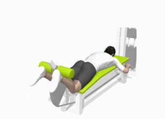 腿部肌肉分布图练腿,o型腿锻炼哪些肌肉群