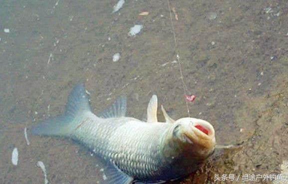 钓鱼遇到大货视频,钓鱼遇到大鱼如何钓