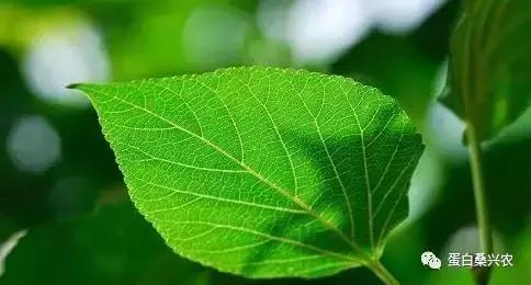 高蛋白饲料桑：桑叶中DNJ分离纯化及含量测定的研究