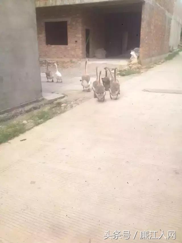 我来自廉江农村，你愿意跟我结婚吗？