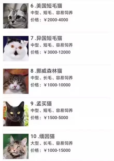 给流浪猫割双眼皮,成都流浪猫手术