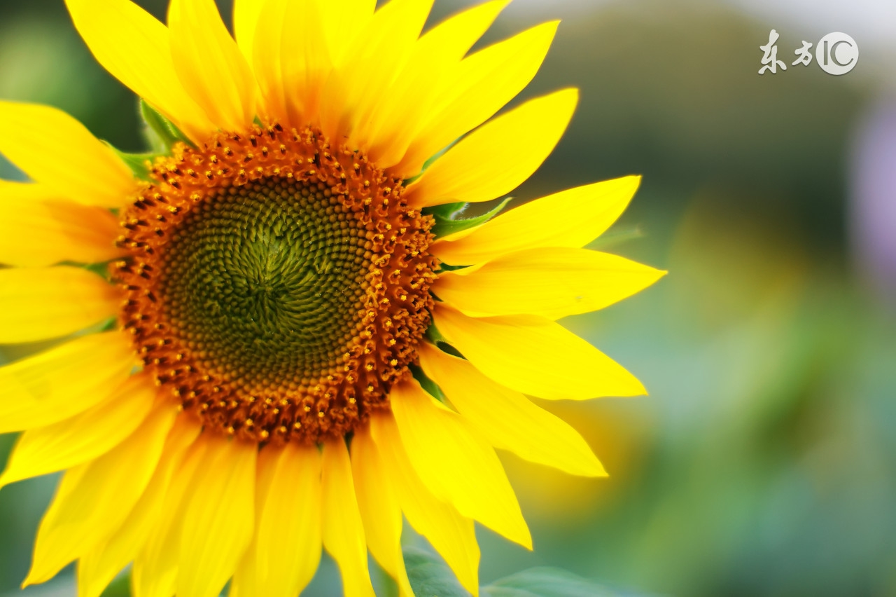 治疗肝火肺火胃火心火的药,小孩心火胃火肝火肺火都有