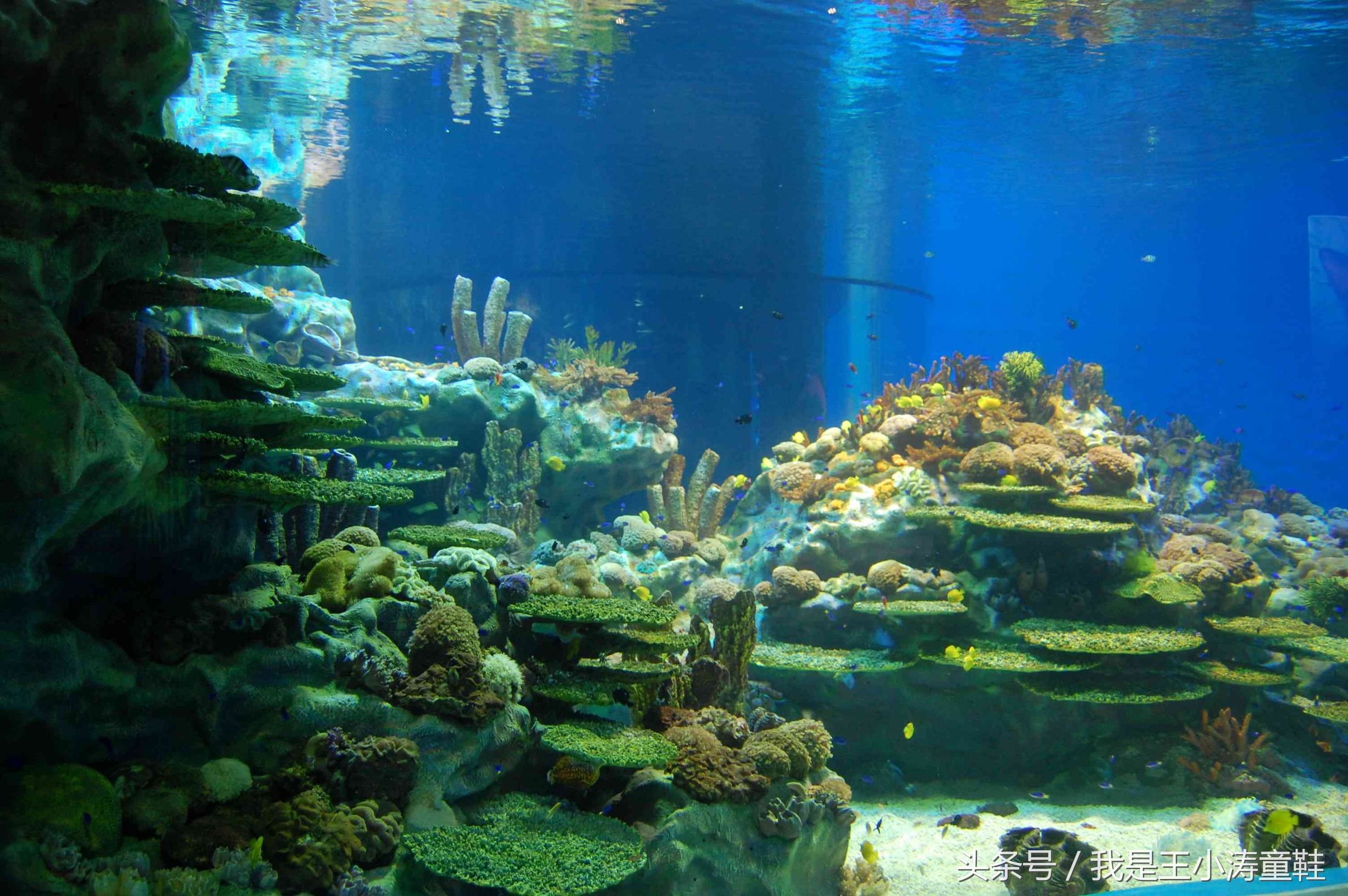 带孩子来游海昌极地海洋世界吧,带着你的宝宝畅游海洋冰雪之旅