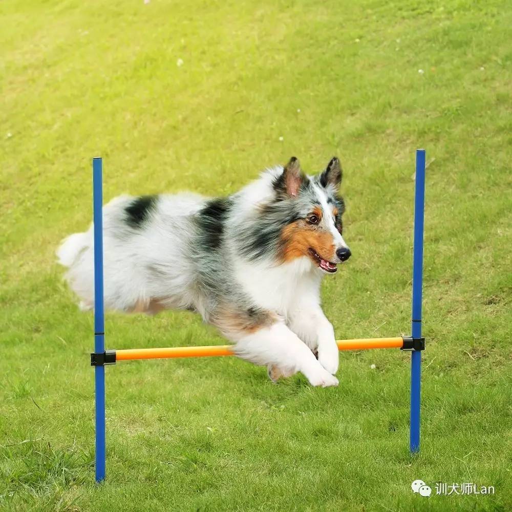 狗狗精力太旺盛了晚上醒了就叫,狗狗10分钟训练4个项目