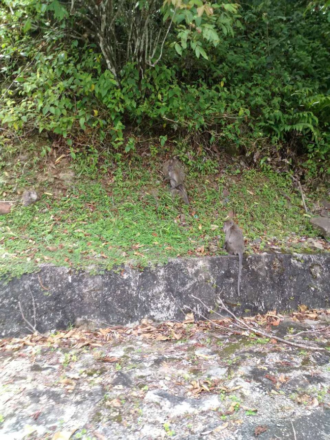兰卡威一日游详细攻略,兰卡威3天2晚的自由行攻略