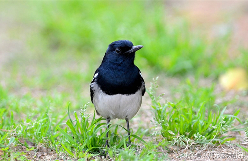 请不要在叫我喜鹊，我是四喜鸟