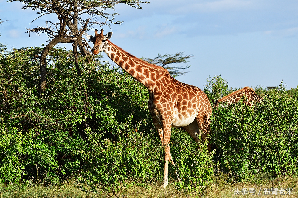 肯尼亚动物大迁徙旅游,肯尼亚迁徙之旅