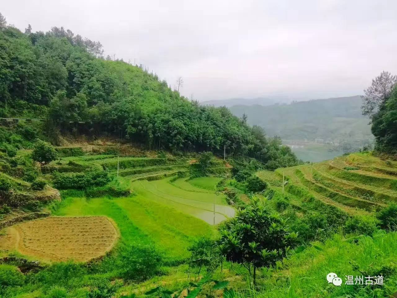 文成县珊溪水库地图,正宗文成珊溪水库有机鱼