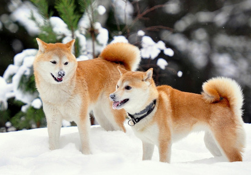 狗狗贫血什么原因导致的,狗狗贫血很厉害的症状有哪些