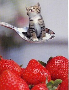 什么宠物最可爱又好养,你见过什么小宠物