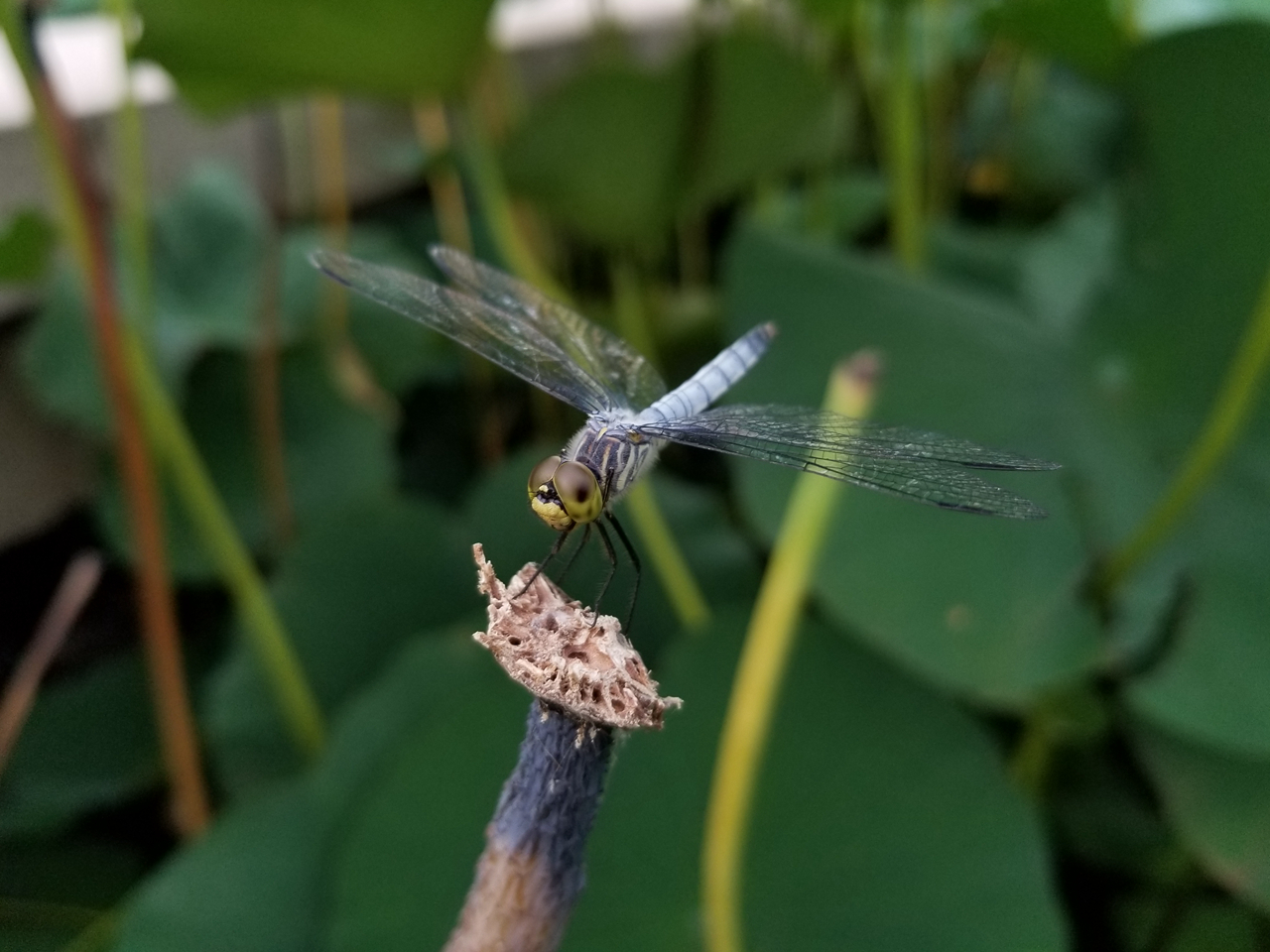 三星盖乐世s8优缺点,三星盖乐世s8很卡