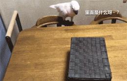 网购时商家送了个小面膜,没想这么小,给猫试了下,结果……