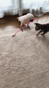 网购时商家送了个小面膜,没想这么小,给猫试了下,这~