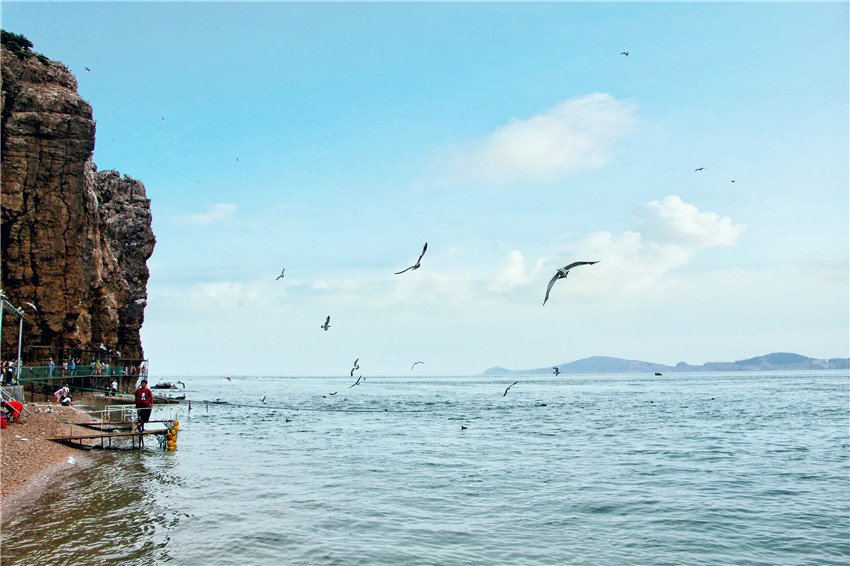 探海外仙境海驴岛,寻找海鸥王国的故事