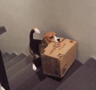 网购时商家送了个小面膜,没想这么小,给猫试了下,结果……