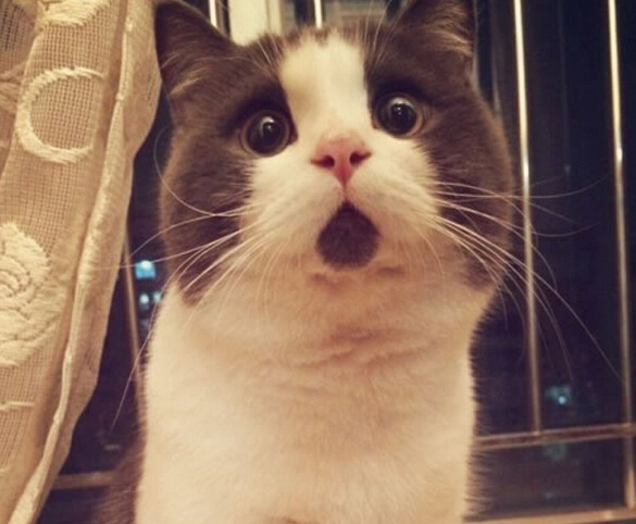 一只全方位无死角美颜的喵,和一只360度无死角的丑猫,对比伤害有多大——简直没眼看了