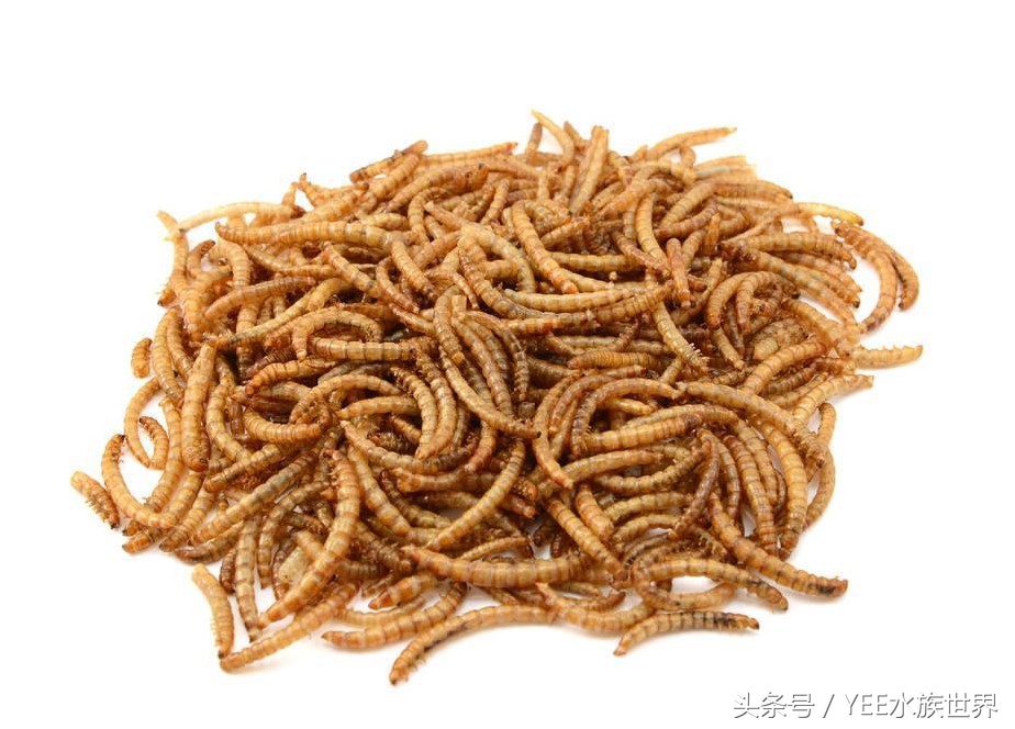 观赏鱼各种活食,观赏鱼动物性饲料有哪些