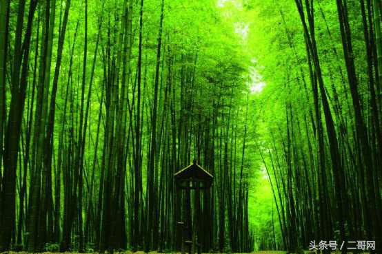 从身到心的清净！国内最美竹海你都去过吗？