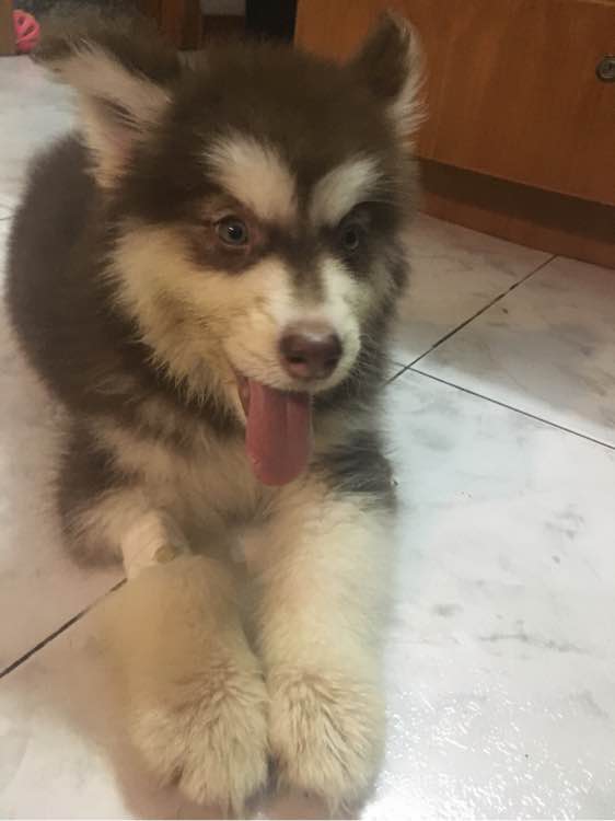 阿拉斯加得细小治好有后遗症吗,阿拉斯加得细小治疗多少钱