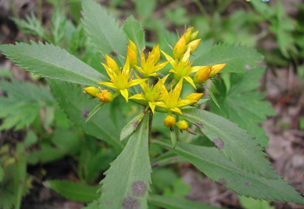 景天三七盆栽如何繁殖,景天三七养殖方法和注意事项