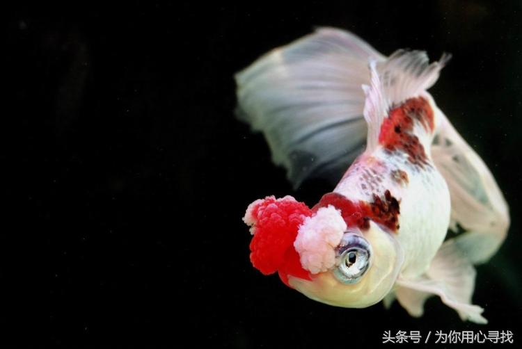 养鱼幽默说说心情,养鱼搞笑朋友圈说说