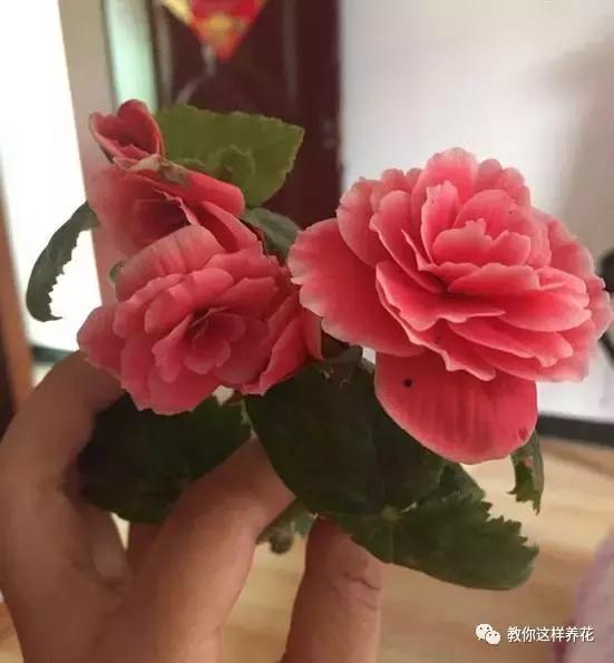 海棠到冬天叶片都掉光了,海棠到夏天就落叶