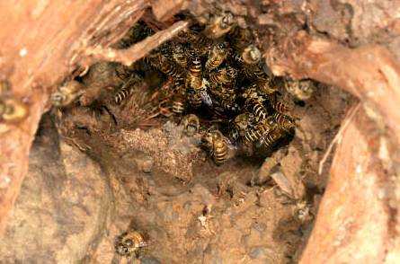 石洞蜂收捕野生蜜蜂绝招,野外捉回来的蜜蜂怎么放