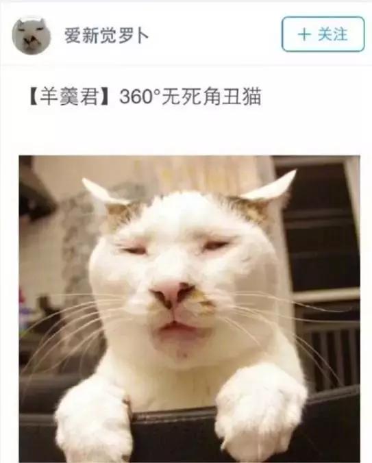 给流浪猫割双眼皮,成都流浪猫手术