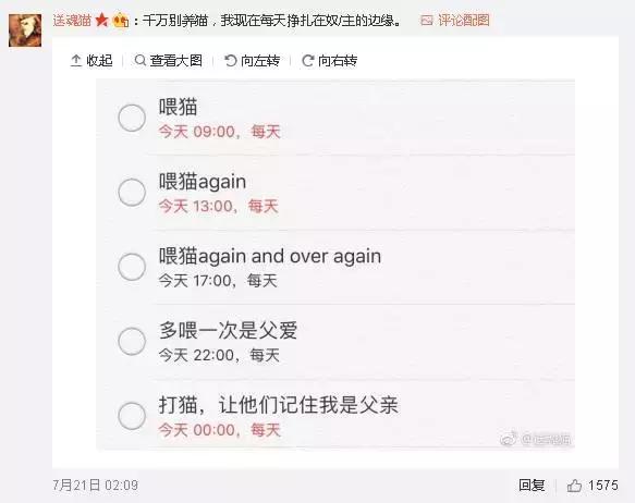 成都流浪猫割双眼皮后的图片,给流浪猫割双眼皮