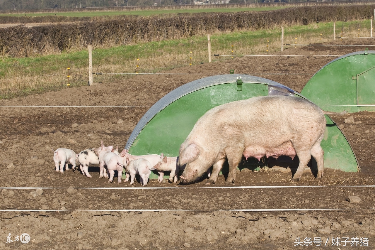 母猪产后水肿怎么消,母猪产仔水肿怎样解决