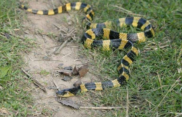 在山里被毒蛇咬了怎么处理,被毒蛇咬了最有效的自救方法