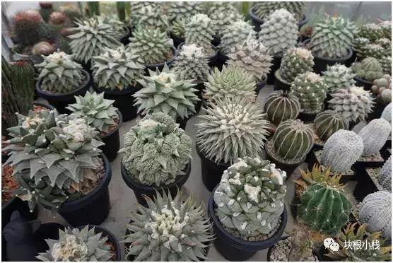 2019上海多肉展仙人球,2023泰国多肉展会直播