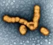 狂犬病毒vs埃博拉病毒,埃博拉病毒和狂犬病毒哪个更厉害