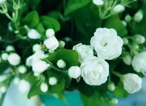 向日葵花语红玫瑰花语,蓝色妖姬的花语与红玫瑰花语