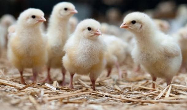 如何判断假货最简单的方法 (怎样鉴别买到的东西是不是假货)