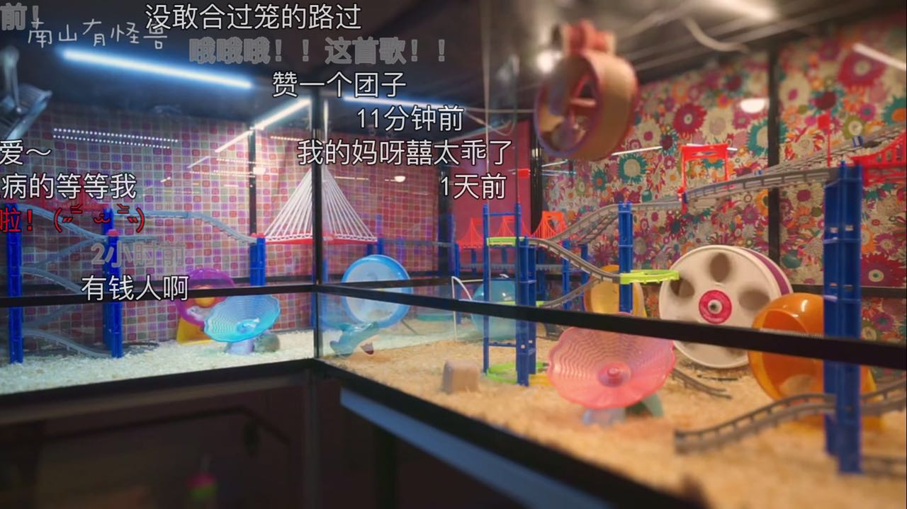 惊喜日三：跟着养仓鼠大神-南山有怪兽，来一起看看高清镜头下仓鼠的小世界是什么样的~