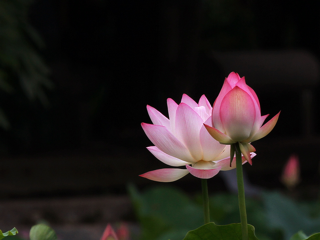 各种常见的花语,一些花的花语